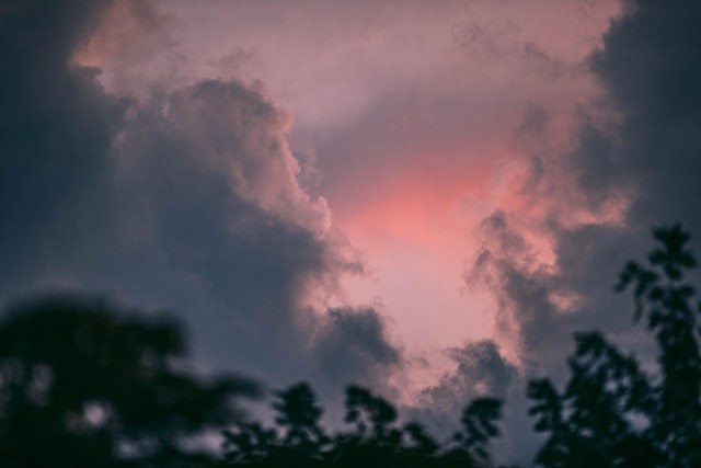 Green-leafed Trees Under White Cloud